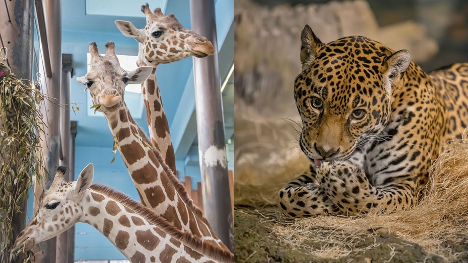 Milwaukee County Zoo, giraffes, jaguar