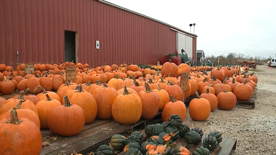 Pumpkins at Buechler Farms, Belgium