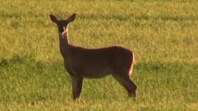 4 juveniles accused of poaching 20+ deer in Indiana, Illinois