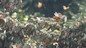 Thousands of monarch butterflies have finally arrived in Mexico