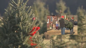 Mequon tree farm 'busier than ever' as families get outdoors