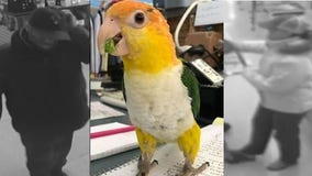 West Allis police seek new tips in 2017 parrot theft