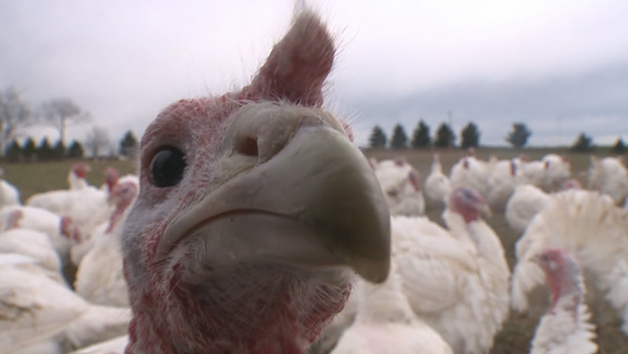 Farmer: This Thanksgiving, 'smaller (turkeys) are going to go 1st'