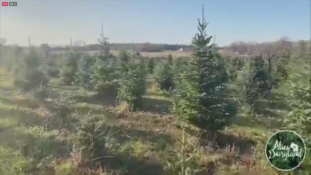 2020 Christmas tree season kicked off with ceremonial cutting