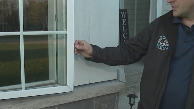 Tips to winterize your home of bugs and critters