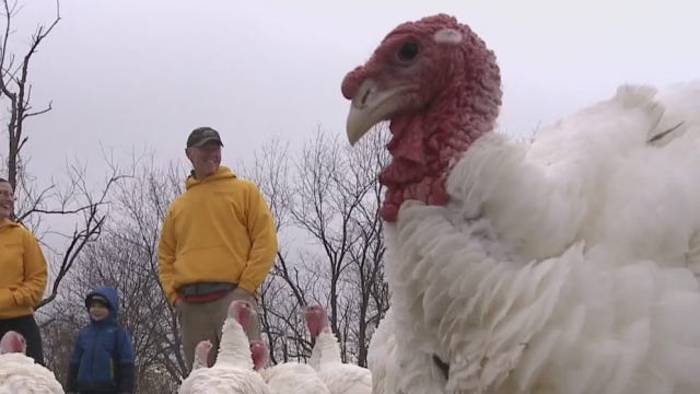 Smaller birds' the word this Thanksgiving, local experts say