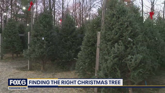 Mequon nursery has Christmas 'Trees for Less'