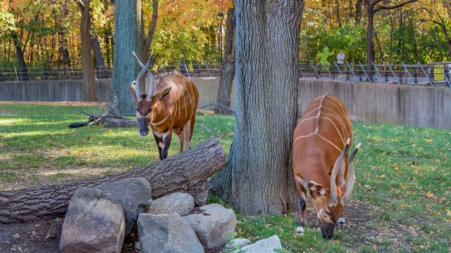 Milwaukee County Zoo will be closed on upcoming holidays