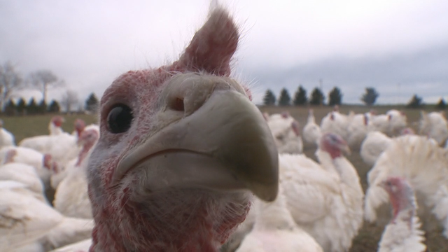 Farmer: This Thanksgiving, 'smaller (turkeys) are going to go 1st'