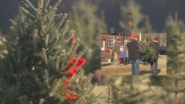 Mequon tree farm 'busier than ever' as families get outdoors