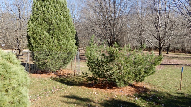 Case closed: Tip helps solve theft of rare tree at UW Arboretum