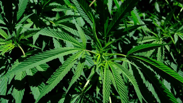 A file image taken June 18, 2020 shows marijuana plants. (Photo credit: Ricardo Castelan Cruz / Eyepix Group/Barcroft Media via Getty Images)