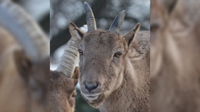 Racine Zoo announces death of 18-year-old tur