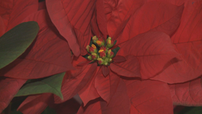 Bayside Garden Center brings holiday cheer with poinsettia varieties