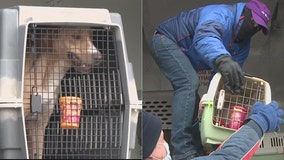 HAWS in Waukesha takes in 50 animals from Louisiana shelter