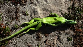 Christmas in Florida: Chilly forecast means falling iguanas