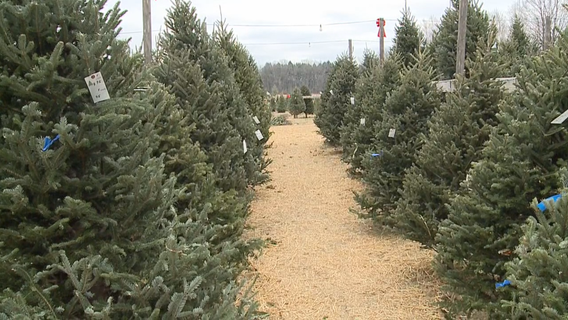 Holidays are over, remove those Christmas trees safely now
