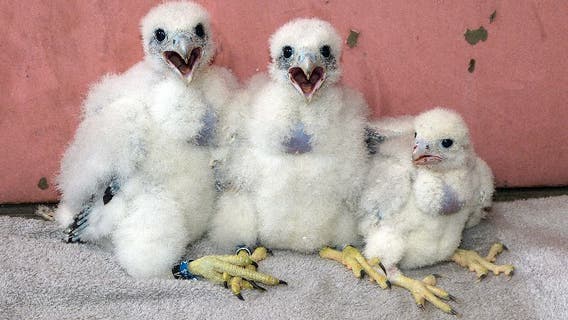 Peregrine falcon population grows, thriving in Wisconsin, Michigan