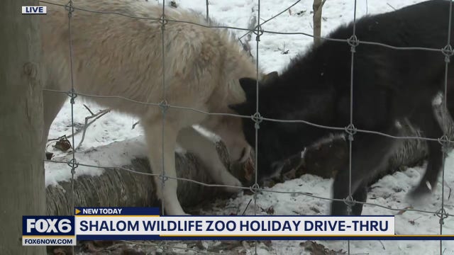 This holiday season Shalom Wildlife Sanctuary is all about holiday lights, displays, gifts