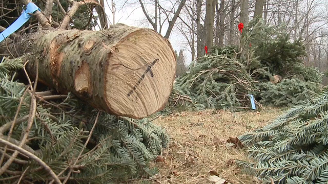 Farms 'already out' of Christmas trees as demand soars in 2020