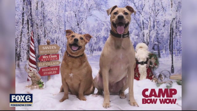 Christmas cards and pets: Some tips for the perfect puppy photo