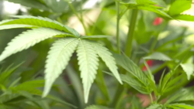 Professor: Decriminalized marijuana could mean fresh start for some