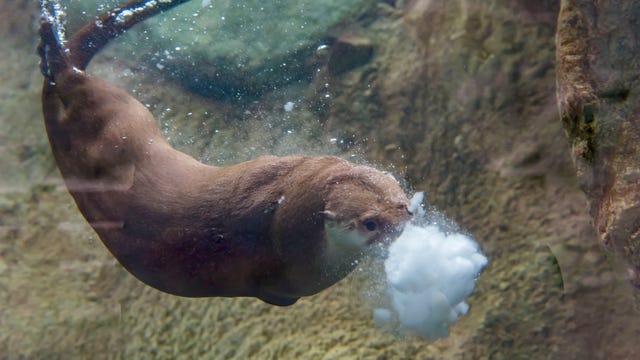 Milwaukee County Zoo offers free entry during Frosty Free Week