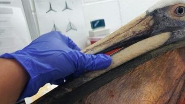 Graphic: Reward offered in cases of slashed California pelicans