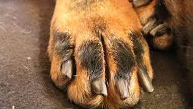 dog paw generic