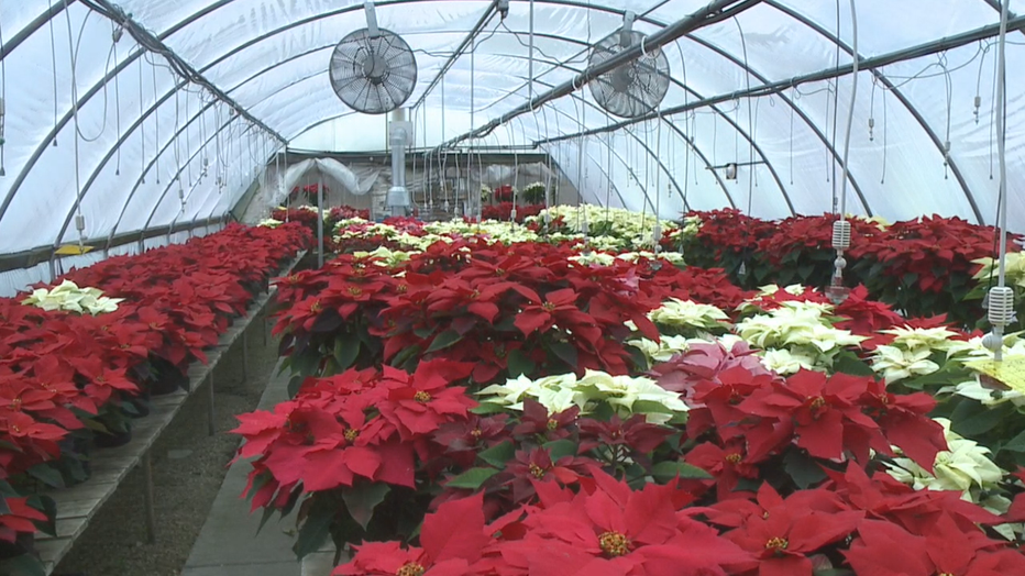 Holiday Cheer With Poinsettia Varieties