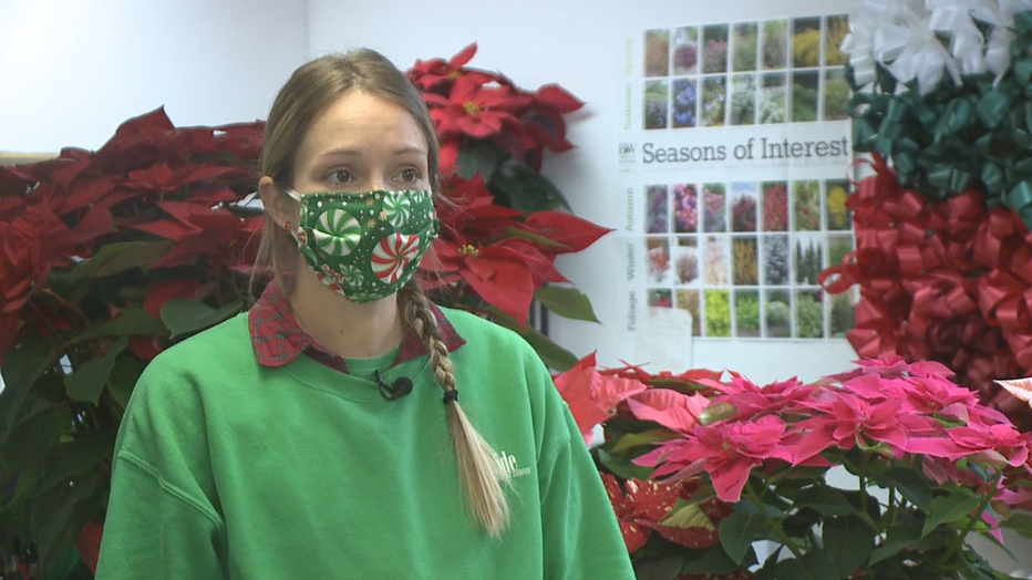 Holiday Cheer With Poinsettia Varieties