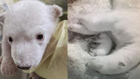 It's twins! Detroit Zoo announces birth of 2 polar bear cubs