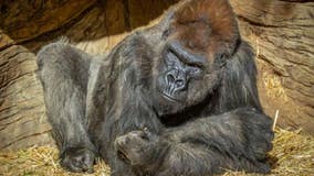 Gorillas test positive for coronavirus at San Diego park