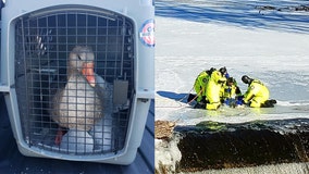 Crew rescues goose frozen in river near Grafton waterfall