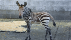 Racine Zoo announces baby zebra birth; public to bid on name