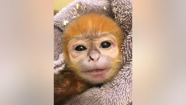 'Doing great': Philadelphia Zoo celebrates birth of endangered François' Leaf Monkey