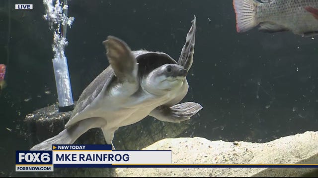 MKE Rainfrog has unique options for pets, but frogs are one of their biggest draws
