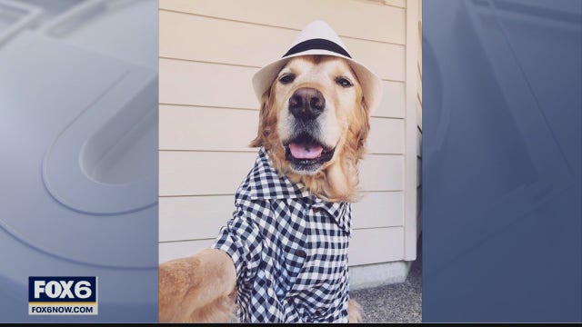 Dress Your Pet Day: Some fun fashions for your furry friends