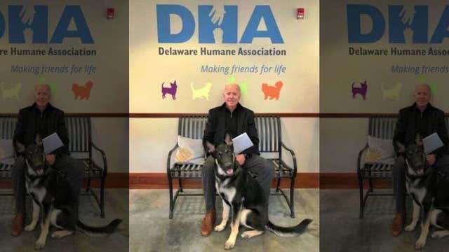 TMZ: President Biden's 'too aggressive' dogs booted from White House