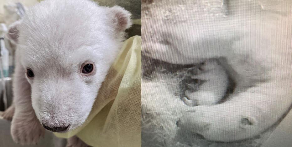 It&#8217;s twins! Detroit Zoo announces birth of 2 polar bear cubs
