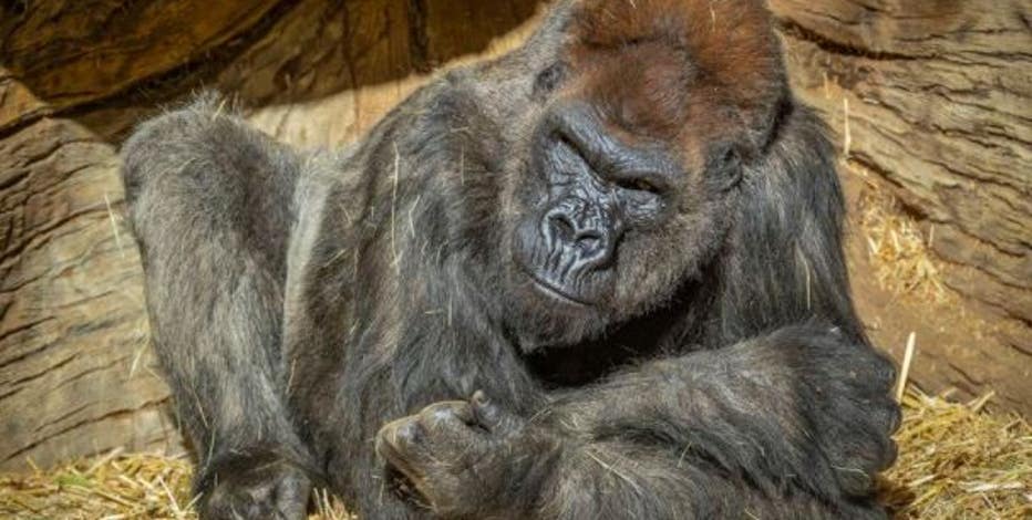 Gorillas test positive for coronavirus at San Diego park