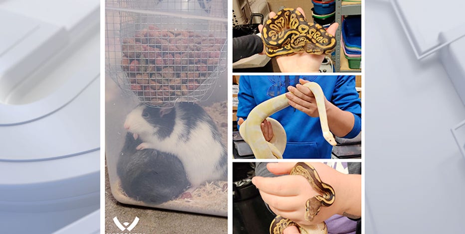 WHS caring for 160 animals including snakes, rats seized from home