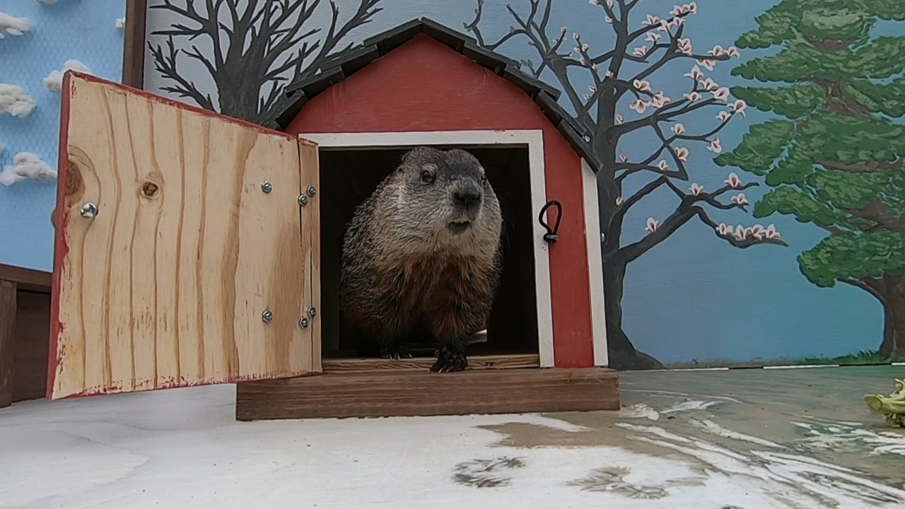 Milwaukee County Zoo's Gordy the woodchuck did not see his shadow