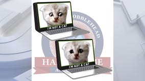 National Bobblehead HOF and Museum unveils viral 'Zoom cat' set