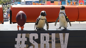 Florida Aquarium penguins take field trip to the NFL Experience