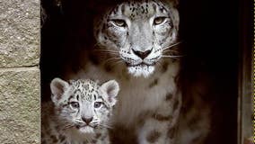 Snow leopard who gave birth to 7 healthy cubs dies of cancer