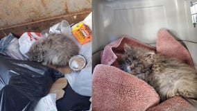 Kitten rescued from dumpster in Waukesha County