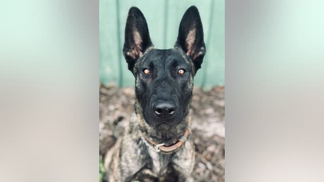 Duluth Police K-9 shot, killed during hours-long standoff