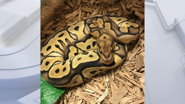 After record seizure, WHS begins putting snakes up for adoption