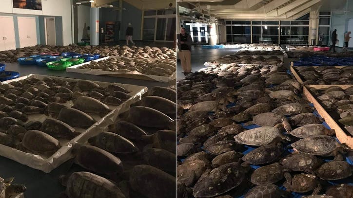 More than 4,500 cold-stunned sea turtles rescued from frigid Texas waters - Vimarsana News